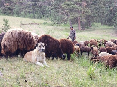 Prof. dr. sc. Josip Kusak - vukovi i križanci