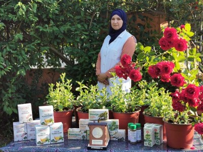 Stevija - skromna biljka velikih mogućnosti