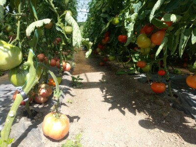 Prva godina u plasteničkoj proizvodnji je ubjedljivo najteža