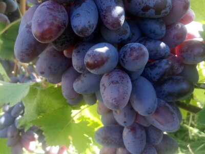 Vinova loza je novi hit na sjeveroistoku Bosne - hibridne sorte "pobijedile" klimu