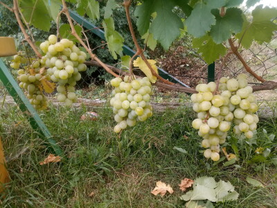 Vinova loza je novi hit na sjeveroistoku Bosne - hibridne sorte "pobijedile" klimu