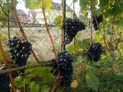 Vinova loza je novi hit na sjeveroistoku Bosne - hibridne sorte "pobijedile" klimu
