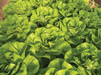 Bejo Zaden sorte salata