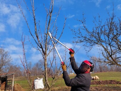 Zimska rezidba koštičavih voćaka