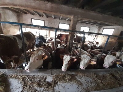 Farma Azema Mehanovića