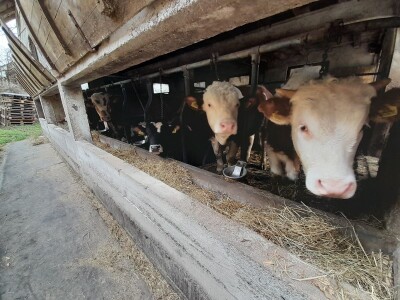 Farma Azema Mehanovića