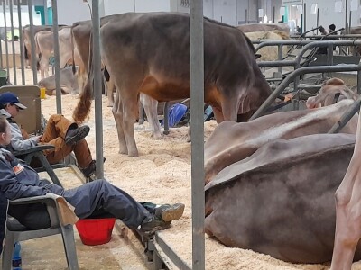 Krave u Italiji Krave u Italiji