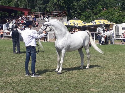 Nagrađivani konji Siniše Paunovića iz Surduka