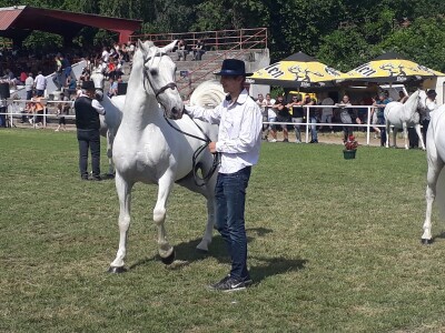 Nagrađivani konji Siniše Paunovića iz Surduka
