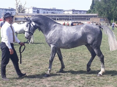 Takmičenje fijakera