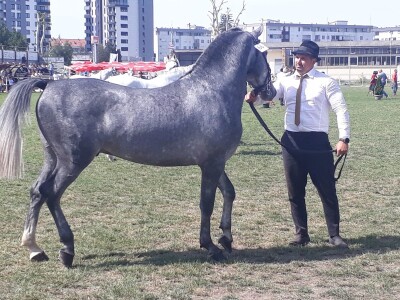 Takmičenje fijakera