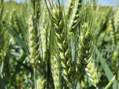 Tvrtka Mauthner na 30. Jesenskom međunarodno bjelovarskom sajmu