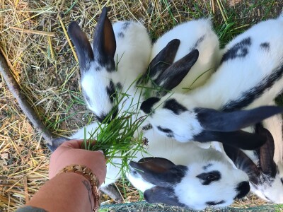 Poljoprivredne emisije u Hrvatskoj