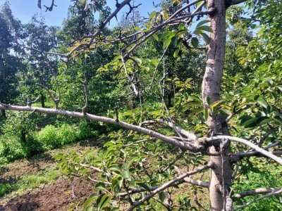 Bakterijski rak krušaka Bakterijski rak krušaka