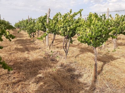 Berba grožđa i uticaj suše na kvantitet i kvalitet Berba grožđa i uticaj suše na kvantitet i kvalitet