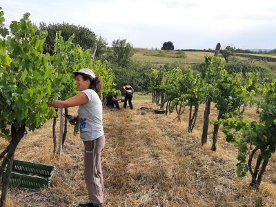 Berba grožđa i uticaj suše na kvantitet i kvalitet Berba grožđa i uticaj suše na kvantitet i kvalitet