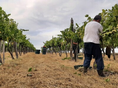 Berba grožđa i uticaj suše na kvantitet i kvalitet Berba grožđa i uticaj suše na kvantitet i kvalitet