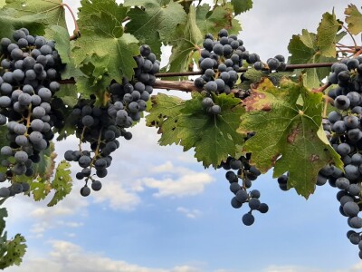 Berba grožđa i uticaj suše na kvantitet i kvalitet Berba grožđa i uticaj suše na kvantitet i kvalitet