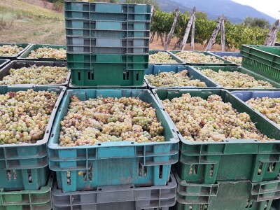 Berba grožđa i uticaj suše na kvantitet i kvalitet Berba grožđa i uticaj suše na kvantitet i kvalitet