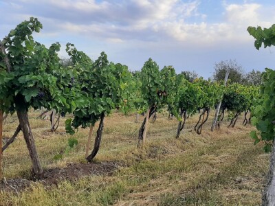 Berba grožđa i uticaj suše na kvantitet i kvalitet Berba grožđa i uticaj suše na kvantitet i kvalitet