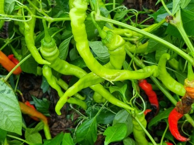 OPG Ivan Despetović: Štete na paprici