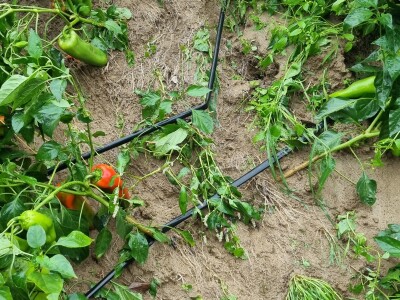 OPG Ivan Despetović: Štete na paprici