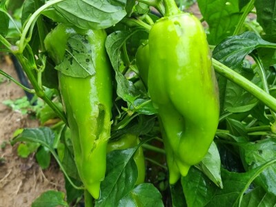 OPG Ivan Despetović: Štete na paprici