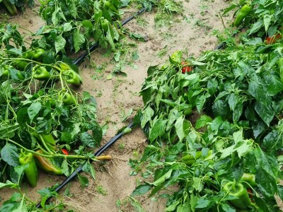 OPG Ivan Despetović: Štete na paprici