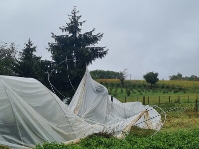 OPG Ivan Despetović: Štete na paprici