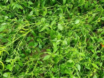 OPG Ivan Despetović: Štete na paprici