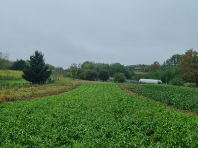 OPG Ivan Despetović: Štete na paprici