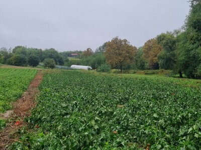 OPG Ivan Despetović: Štete na paprici