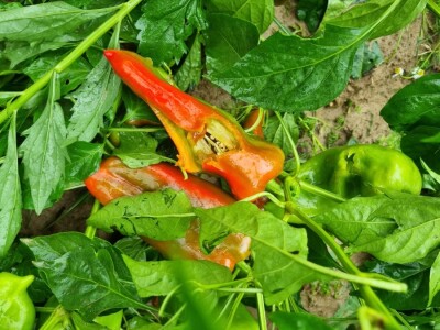 OPG Ivan Despetović: Štete na paprici