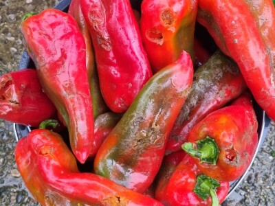 OPG Ivan Despetović: Štete na paprici