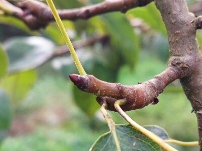 Rodni pupoljci na voću