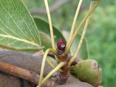 Rodni pupoljci na voću