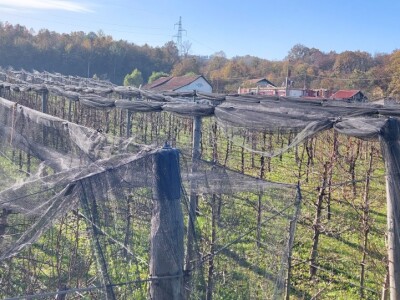 Krečenje voća Krečenje voća