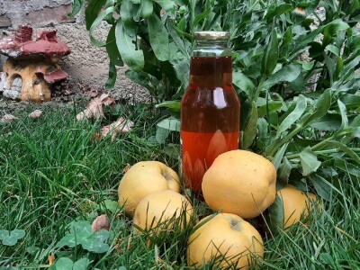 Berba dunja Berba dunja