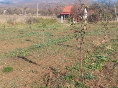 Krečenje voća Krečenje voća