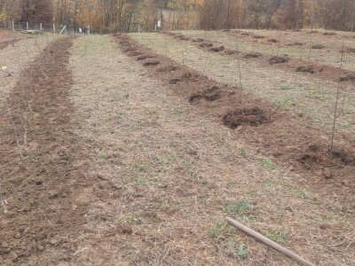 Krečenje voća Krečenje voća