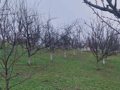Krečenje voća Krečenje voća