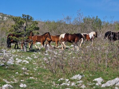 Prof. dr. sc. Josip Kusak - vukovi i križanci
