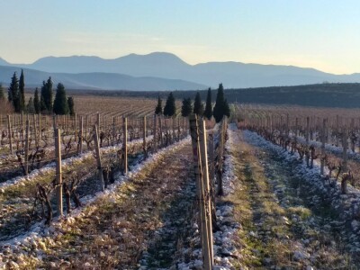 Broćanska žila(vka) kucavica - za smijeh i grijeh