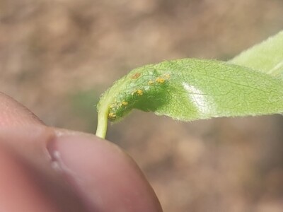 Lisne uši i grinje na voćkama Lisne uši i grinje na voćkama