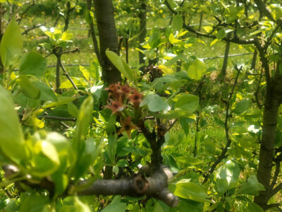 Kiša uništila rod pojedinih voćnih vrsta Kiša uništila rod pojedinih voćnih vrsta