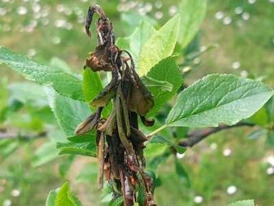 Kiša uništila rod pojedinih voćnih vrsta Kiša uništila rod pojedinih voćnih vrsta