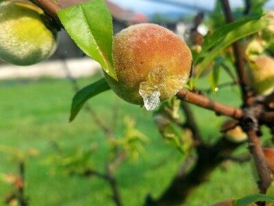 Štete od breskvinog moljca
