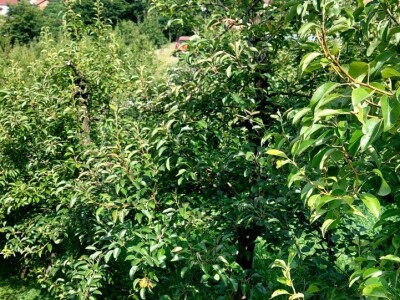 Ljetnja rezidba krušaka