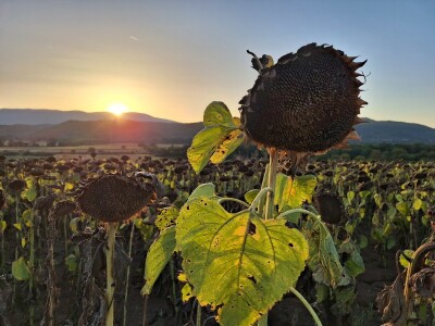 Prinos i kvalitet suncokreta nešto lošiji nego proteklih godina Prinos i kvalitet suncokreta nešto lošiji nego proteklih godina