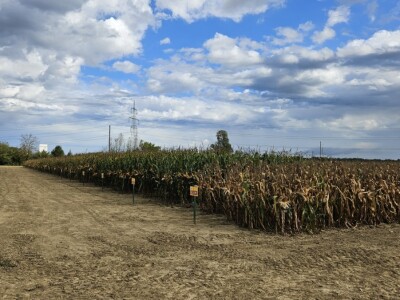 Dan polja BC kukuruza i sorata soje u Rugvici